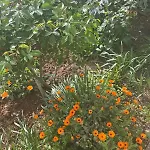 Garden Fresh *