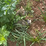 Garden Fresh * Višnjan