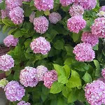 Garden Fresh 아파트 Višnjan