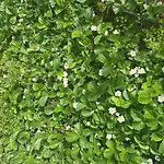 아파트 Garden Fresh Višnjan