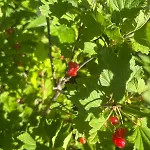Garden Fresh * Višnjan