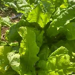 Garden Fresh 아파트 Višnjan