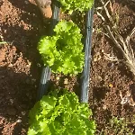 Garden Fresh