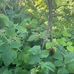 아파트 Garden Fresh *