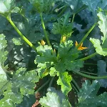 Garden Fresh * Višnjan