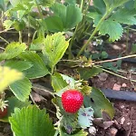 Garden Fresh