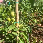 아파트 Garden Fresh