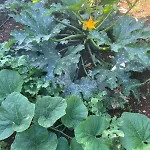 아파트 Garden Fresh *