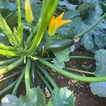 Garden Fresh 아파트 *