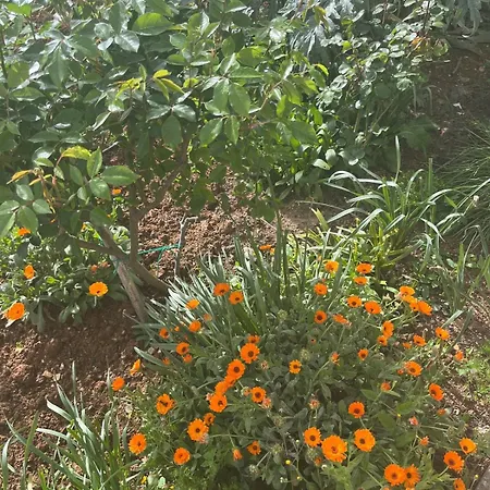 Garden Fresh *