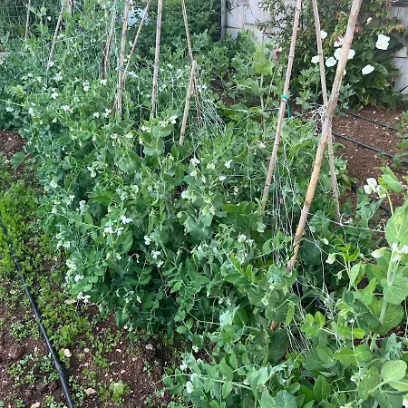 Appartement Garden Fresh *