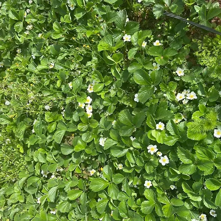 Appartement Garden Fresh Višnjan