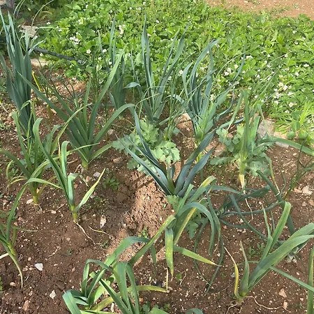Garden Fresh