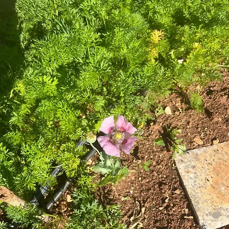 Appartement Garden Fresh Višnjan