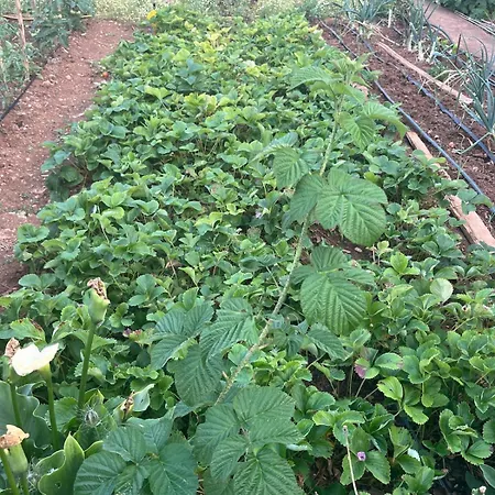 Garden Fresh *