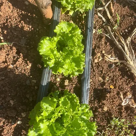 Garden Fresh