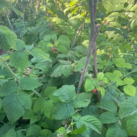 Appartement Garden Fresh *