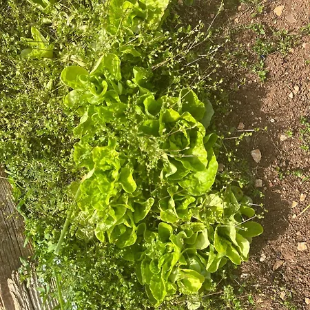 Garden Fresh Appartement Višnjan