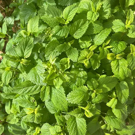 Garden Fresh *