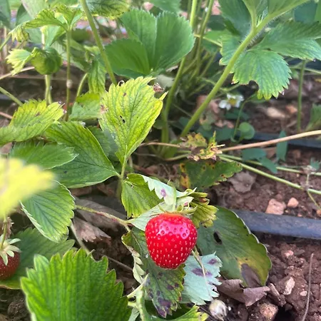 Garden Fresh