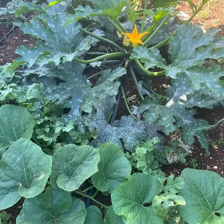 Appartement Garden Fresh *