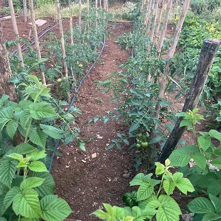 Garden Fresh Višnjan
