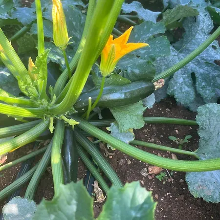 Garden Fresh Appartement *