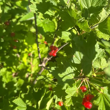 Garden Fresh