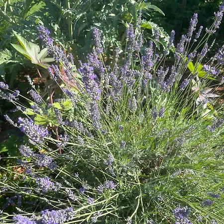 Garden Fresh Appartement *