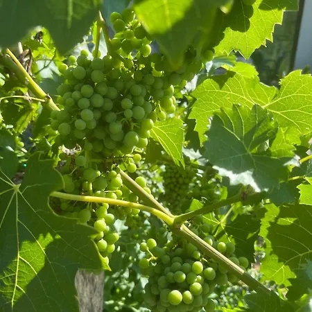 Garden Fresh Апартаменты Вишнян