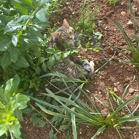 Garden Fresh * Вишнян