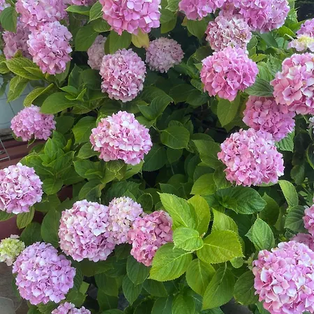 Garden Fresh Apartmán Višnjan