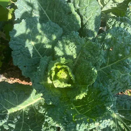 Garden Fresh Апартаменты *