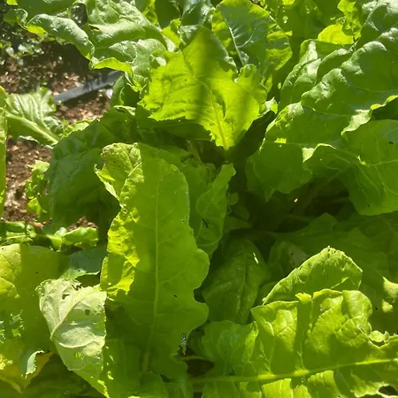 Garden Fresh Апартаменты Вишнян