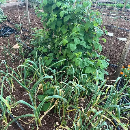 Garden Fresh Višnjan