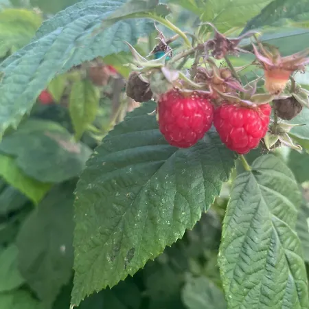 Garden Fresh Апартаменты *