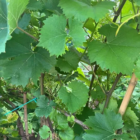 Garden Fresh Вишнян