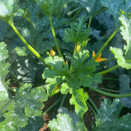 Garden Fresh * Вишнян