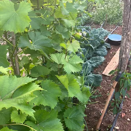 Garden Fresh Апартаменты