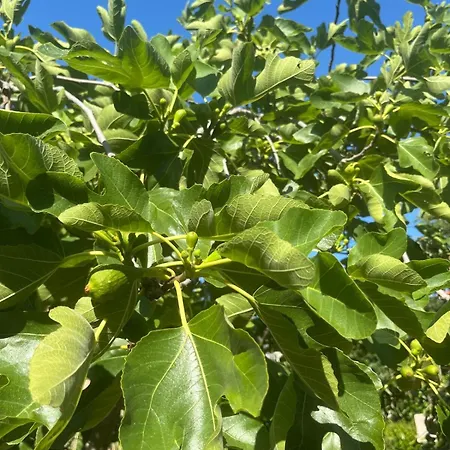 Апартаменты Garden Fresh *