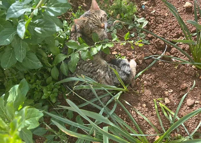 Garden Fresh * Visnjan