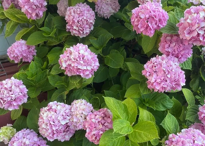 Garden Fresh Apartman Visnjan