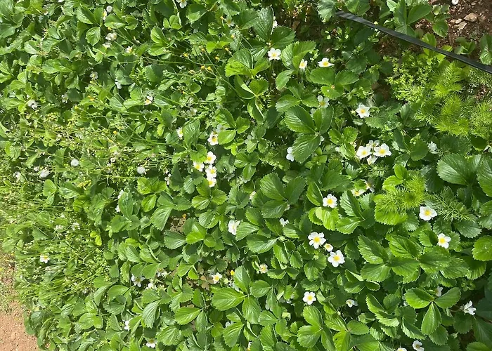 Apartman Garden Fresh Visnjan