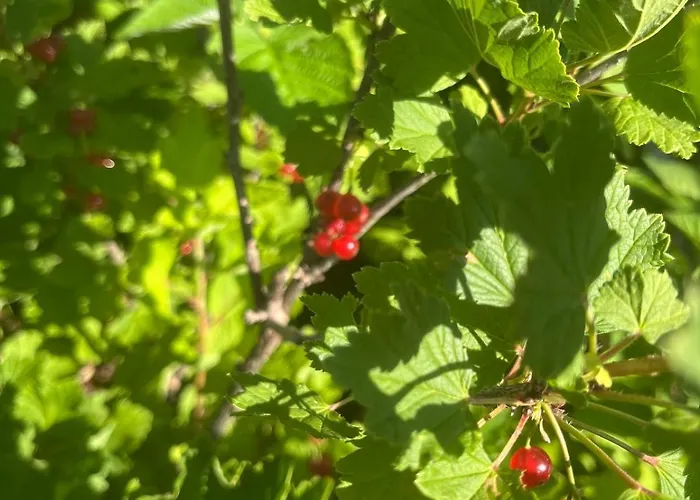 Garden Fresh * Visnjan
