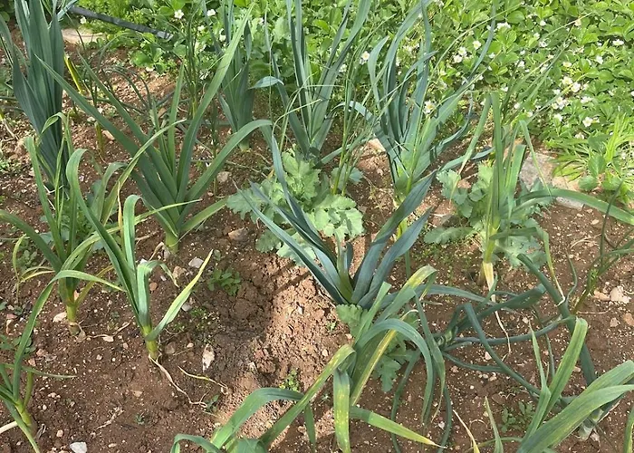 Garden Fresh
