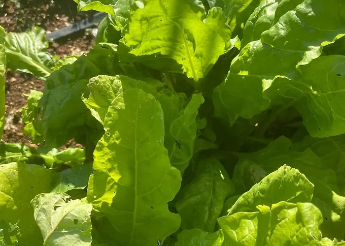 Garden Fresh Apartman Visnjan
