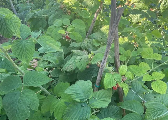 Apartman Garden Fresh *