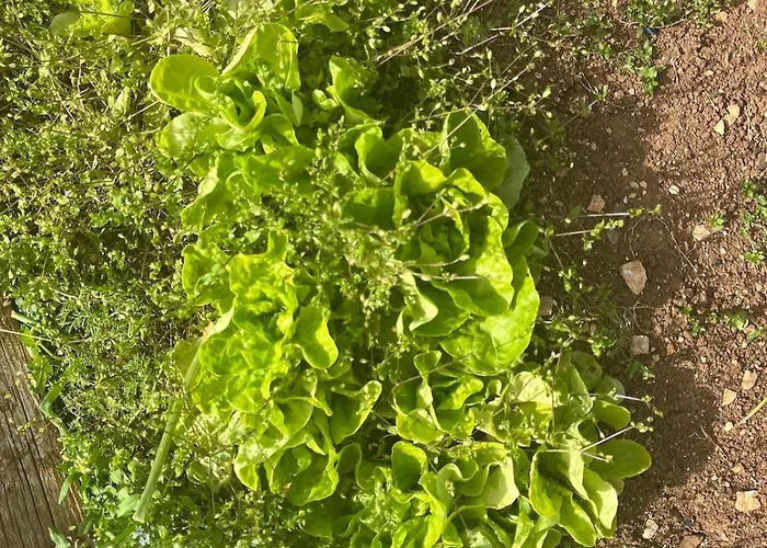 Garden Fresh Apartman Visnjan