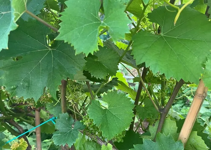 Garden Fresh Visnjan