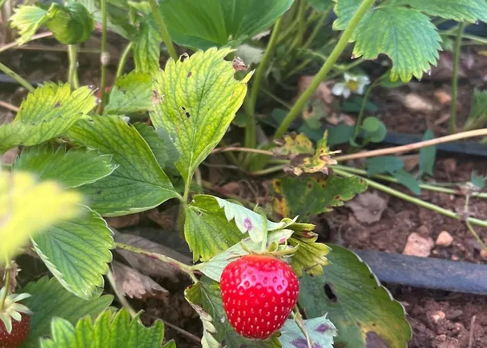 Garden Fresh
